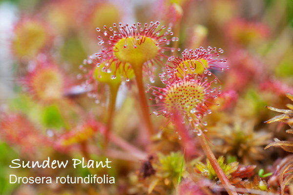 sundew plant plants rotundifolia drosera leaved round houseplants guide