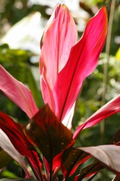plant ti hawaiian plants leaves red luck good tree houseplants cordyline foliage green guide care lush bumble garden credit