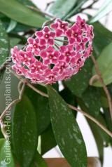 Perennial Flowering Vines Climbing For Containers Hoya Wax Plant Perennial Flowering Vine Houseplant