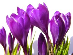 Indoor Winter Flowering Plants Crocus Bulbs Spring Flowering Plants Winter