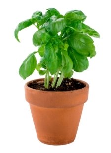 How to Grow Basil Indoors: Growing Basil Herb on Your Windowsill How to Grow Basil Indoors: Growing Basil Herb on Your Windowsill