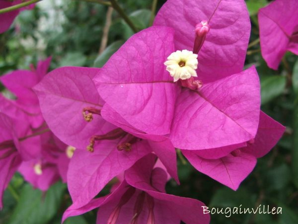 Perennial Flowering Vines Climbing For Containers Perennial Flowering Vines Bougainvillea Flowers