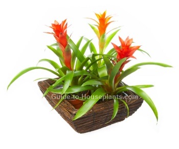 Flowering House Plants Identification flowering house plants pictures Flowering House Plants Identification flowering house plants pictures