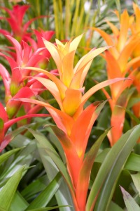 Tropical House Plants tropical house plants - pictures Tropical House Plants tropical house plants - pictures