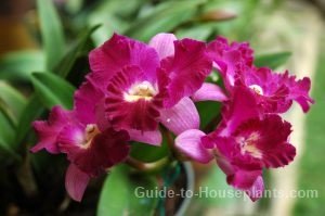 Flowering House Plants flowering house plants pictures Flowering House Plants flowering house plants pictures