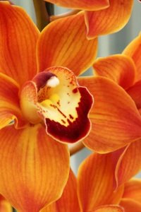 Types Of Tropical Flowers As House Plants Types Of Tropical Flowers Cymbidium Orchid