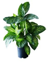 common mexican house plants dumb dieffenbachia house plant care pictures common mexican house plants dumb dieffenbachia house plant care pictures