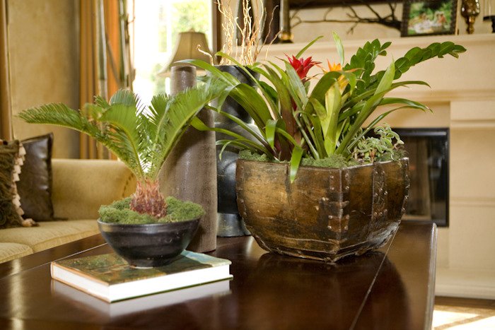 exotic house plants