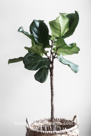 Common House Plants With Pictures Common House Plants