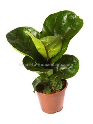Fiddle Leaf Fig House Plants Ficus Lyrata Fiddle Leaf Fig Ficus Lyrata House Plants Tree