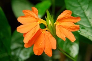 Flowering House Plants Pictures Fireer Flower Flowering House Plants