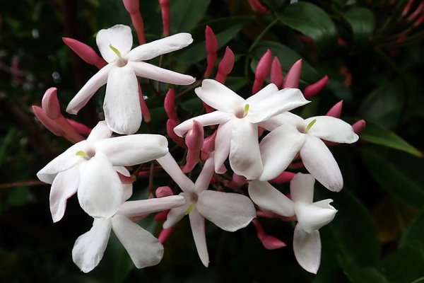 White Flowering House Plants indoor winter flowering plants White Flowering House Plants indoor winter flowering plants