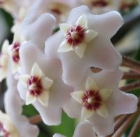 White Flowering House Plants flowering house plants pictures White Flowering House Plants flowering house plants pictures