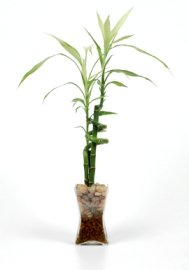 What are some tips for growing bamboo in water?