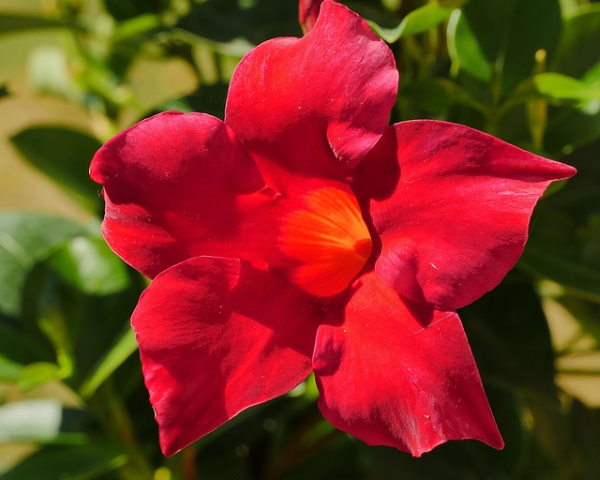 mandevilla plant care tips for growing and training mandevilla vine average man flower size