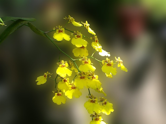 Oncidium Orchid Care Tips Dancing Lady Oncidium Orchid Dancing Lady Care Tips