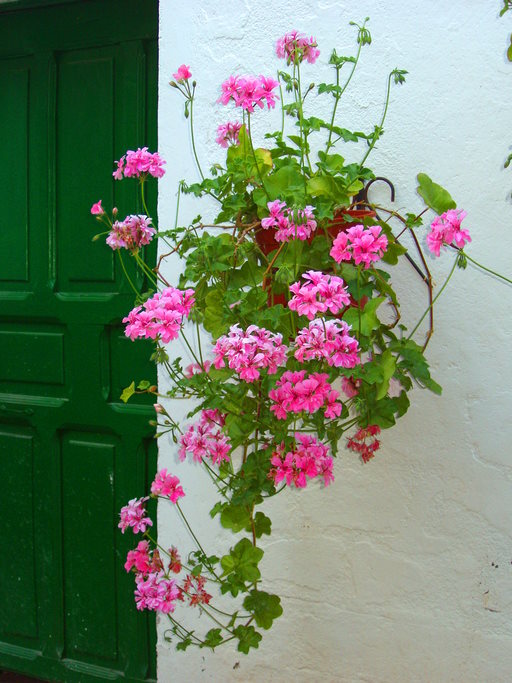 Ivy Geranium Trailing Geranium, Hanging Basket Flowers