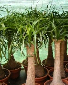 ... Flowering Ponytail Plants: Does Ponytail Palm Flower ... ... Flowering Ponytail Plants: Does Ponytail Palm Flower ...