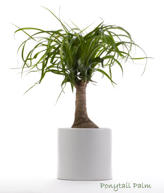House Plants Tree indoor trees - small, tropical and flowering House Plants Tree indoor trees - small, tropical and flowering