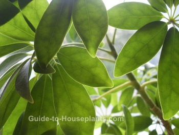schefflera tropical house plant common house plant