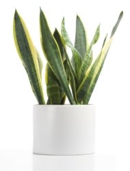 Common House Plants With Pictures Snake Plant Mother In Law S Tongue Sansevieria Common House Plants
