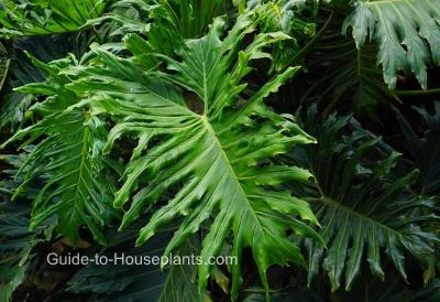 philodendron leaf split plant bipinnatifidum care houseplants