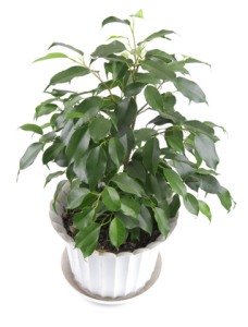 Common House Plants With Pictures Weeping Fig Ficus Tree Common House Plants