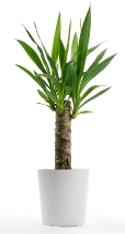 House Plants Tree