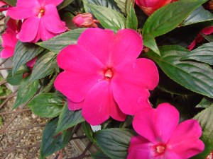 https://www.guide-to-houseplants.com/image-files/new-guinea-impatiens.jpg