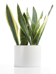 Indoor Plants Mother In-laws Tongue Indoor Plants Mother In-laws Tongue