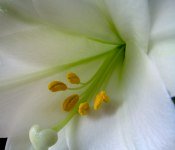 easter lily care