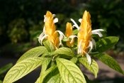golden shrimp plant, pachystachys lutea