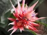 Aechmea Fasciata