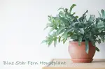 Blue Star Fern Terra Cotta Pot