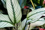 Calathea 'White Star' Leaves