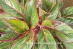 Chinese Evergreen Red-Green Leaves