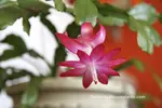 Christmas Cactus Pot