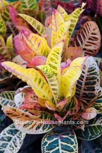 Croton Petra
