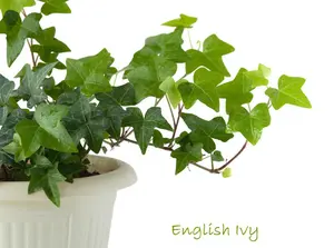English Ivy in White Pot