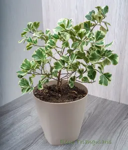 Ficus Triangularis in Pot
