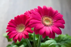 Gerbera Daisies Dark Pink