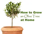 Growing Olive Trees Text