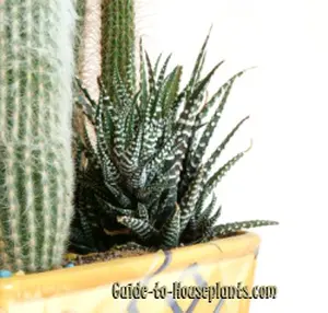 Haworthia in Yellow Container