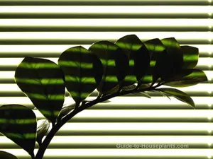 Low Light ZZ Plant Window