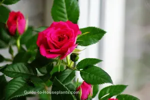 Miniature Roses Red in Window