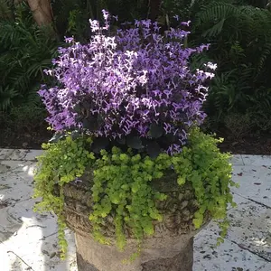 Mona Lavender Creeping Jenny in Pot
