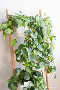 Philodendron Brasil on Ladder