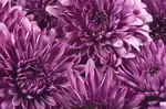Purple Chrysanthemum Flowers