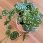 Satin Pothos Potted