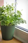 Shamrock Plant in Window